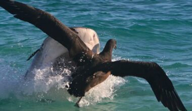 Researcher Captures Incredible Photos of Tiger Sharks Attacking Albatrosses