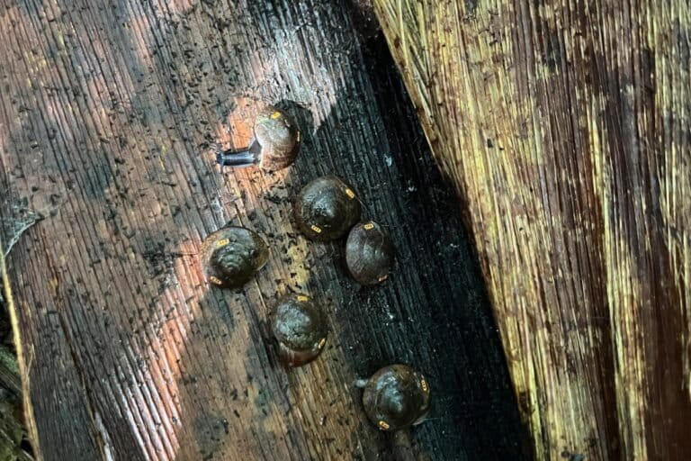 Snails released at NI National Park. Image by Allie Anderson.