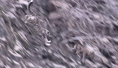 Snow leopard chase