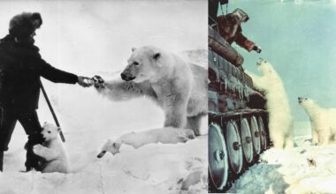 Jaw-Dropping Photos Show Soviet Soldiers Hand-Feeding Wild Polar Bears