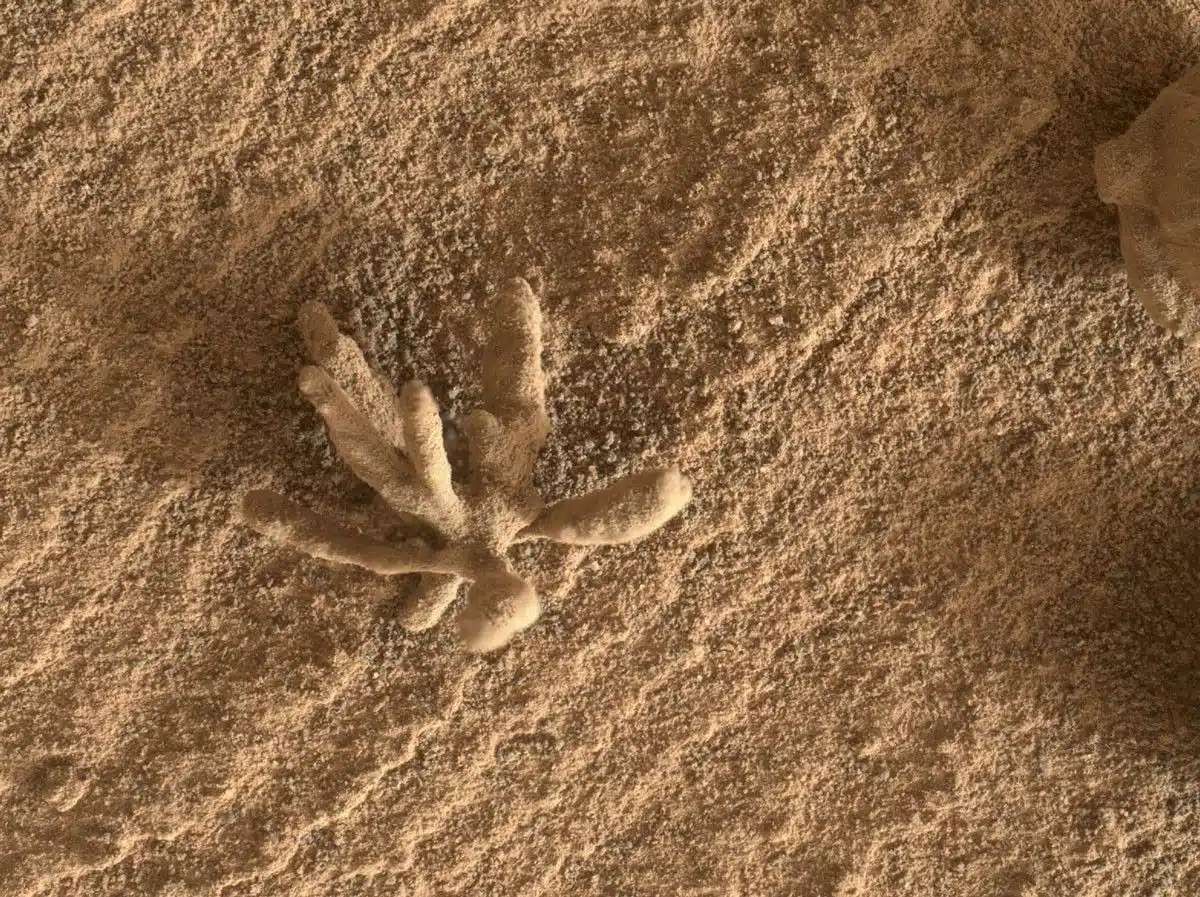This Tiny Flower Shaped Rock Was Captured By Curiosity’s Mahli Camera.