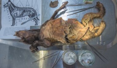 A small, dead wolf lying on a metal table with dissection tools around and a diagram of its skeleton.
