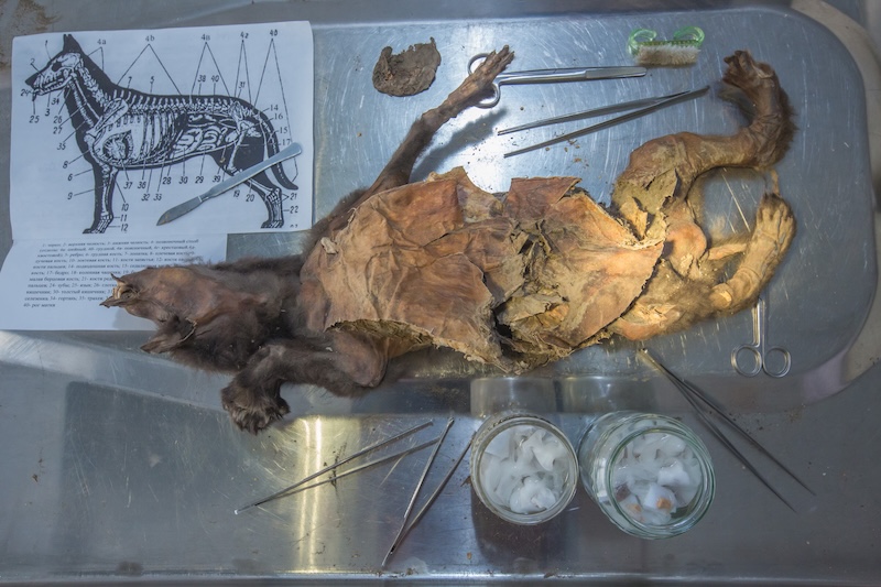 A small, dead wolf lying on a metal table with dissection tools around and a diagram of its skeleton.