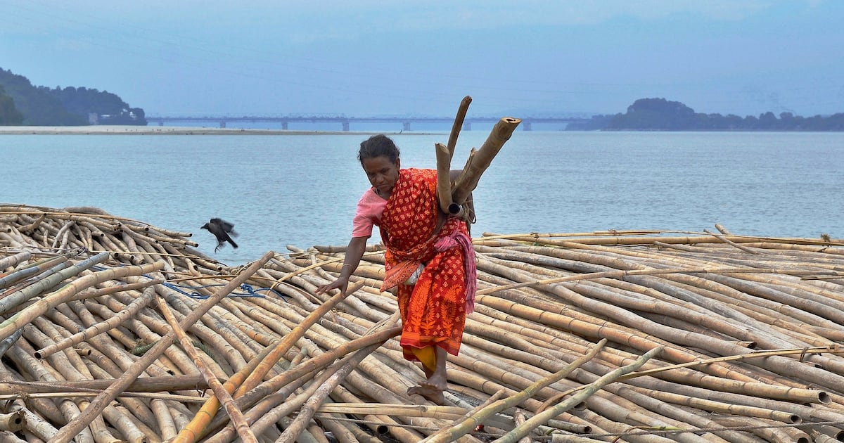 Scientists Say Bamboo May Be the Next Superfood