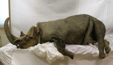 photo of a mummified woolly rhino corpse on display in a museum.