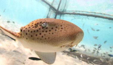 Thailand releases endangered leopard sharks in conservation push