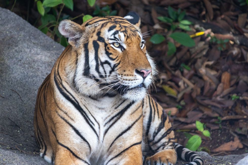 A tiger resting on the ground at Rainforest Wild Asia, surrounded by leaves.