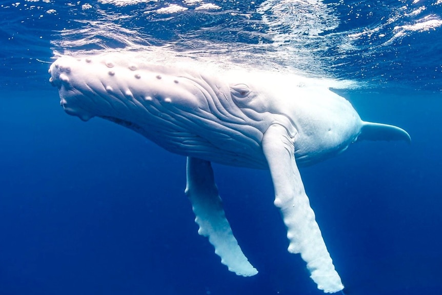 an underwater shot of a white whale