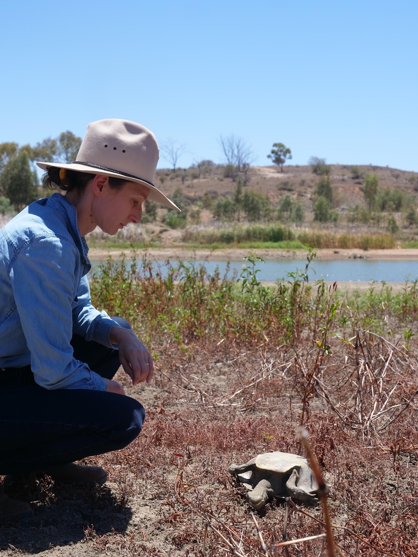 A woman wearing a blue shirt and broad brim hat crouching amongst some shrubs in front of a drying lake looking at a dead turtle