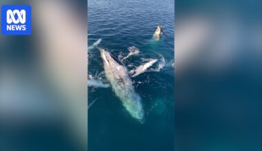 VIDEO: Unique whale behaviour attracts intrigued visitors to regional Queensland - Australian Broadcasting Corporation