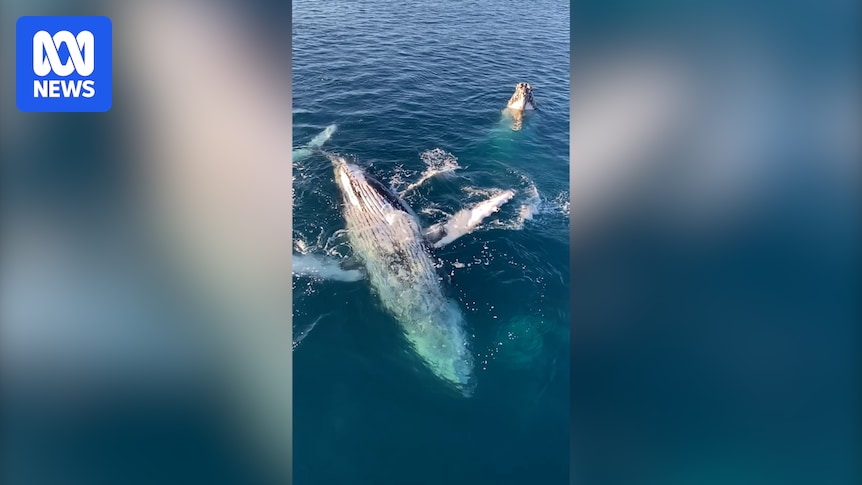 VIDEO: Unique whale behaviour attracts intrigued visitors to regional Queensland - Australian Broadcasting Corporation