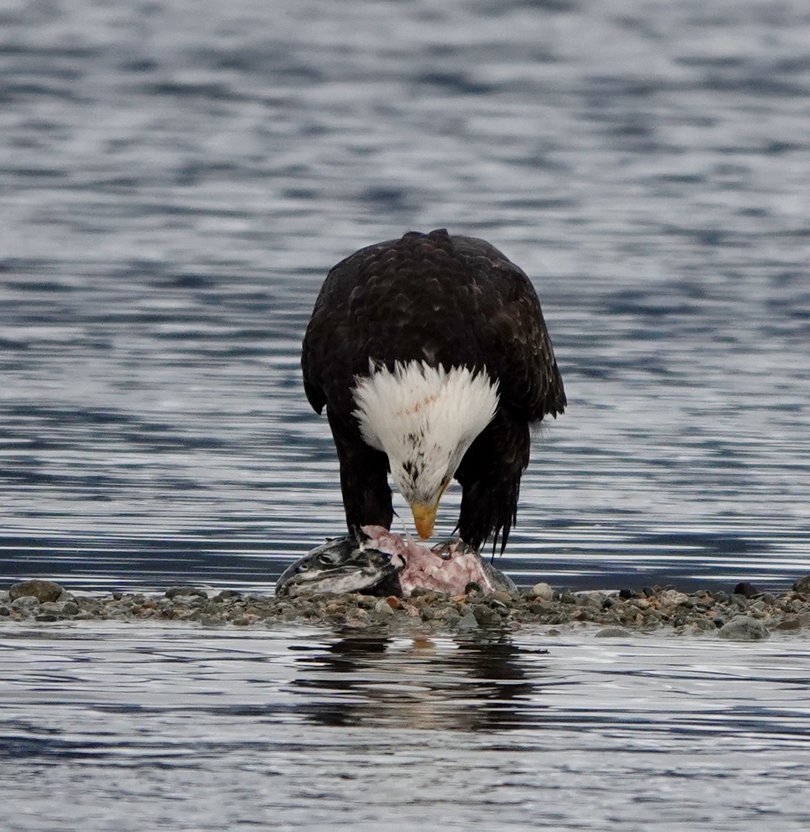 A bald eagle pecks at a dead salmon on a gravel bar in the Harrison River.              