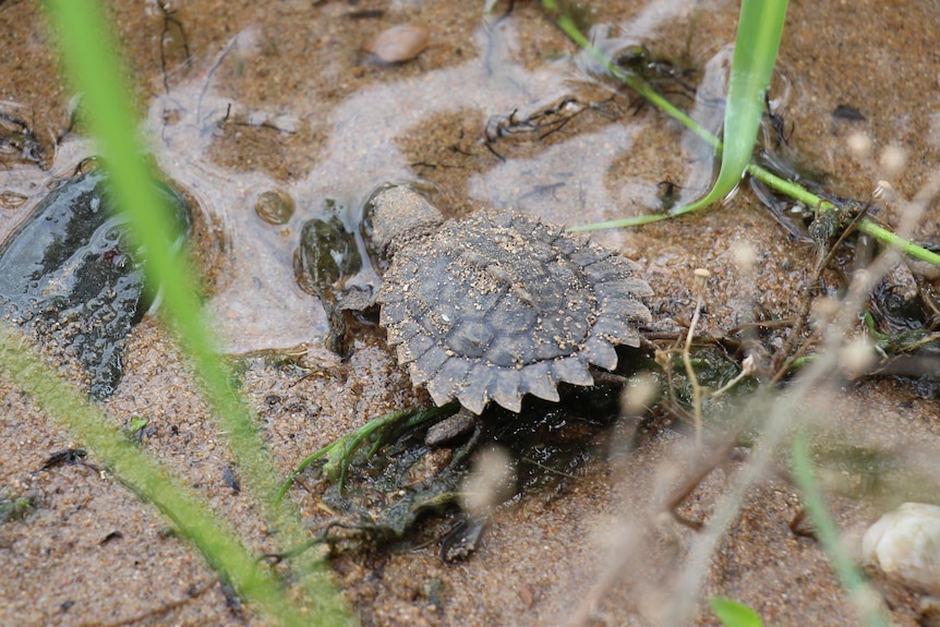 A small turtle entering a river.