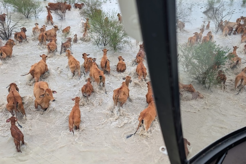 shot from a chopper, cattle running through floodwater