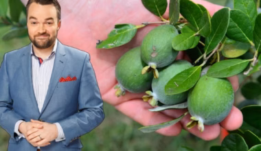 The feijoa is a fruit native to which continent? - heraldsun.com.au