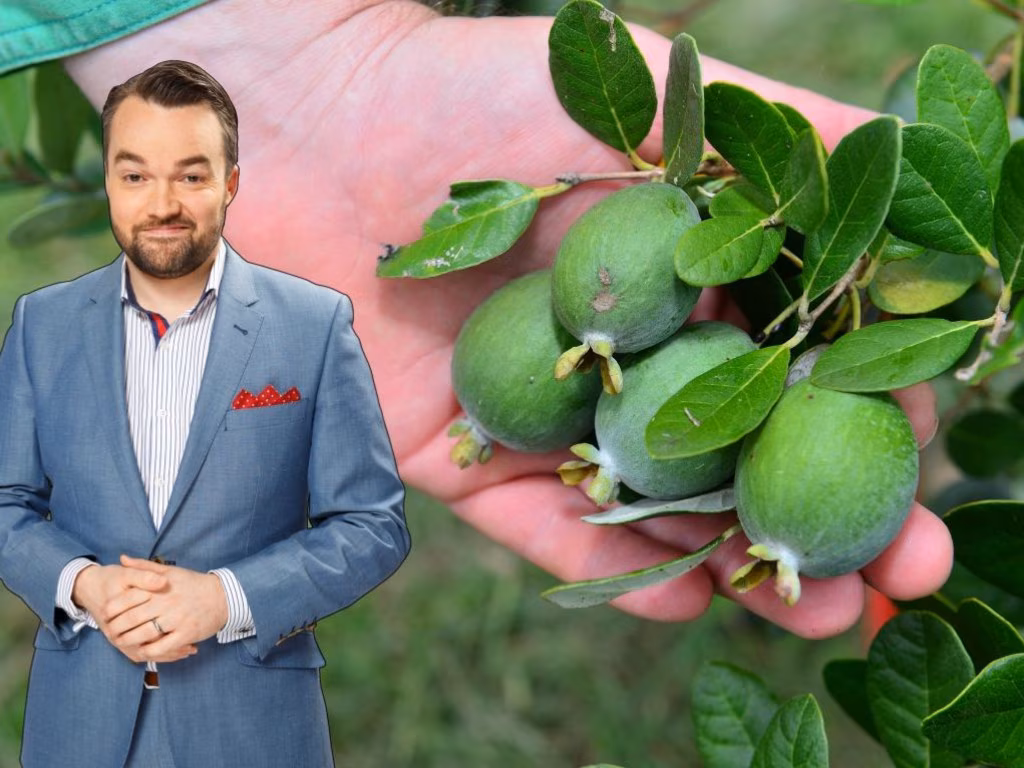 The feijoa is a fruit native to which continent? - heraldsun.com.au
