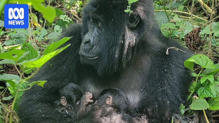 Wild mountain gorilla gives birth to twins in Virunga National Park