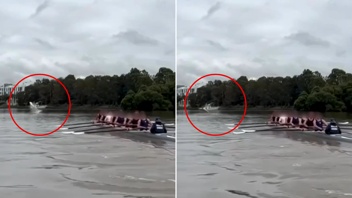 Shark leaps from Parramatta River metres away from The King’s School students