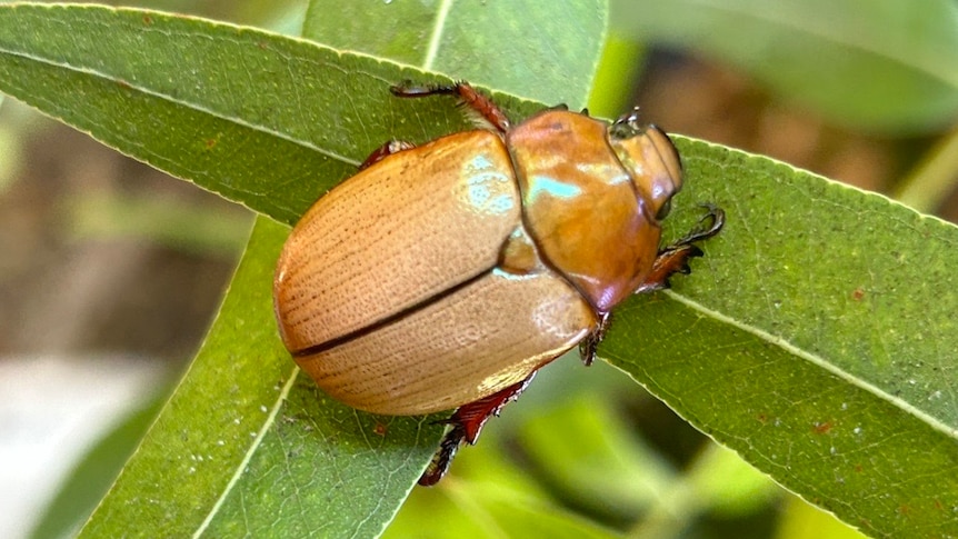 Christmas beetle numbers - ABC listen