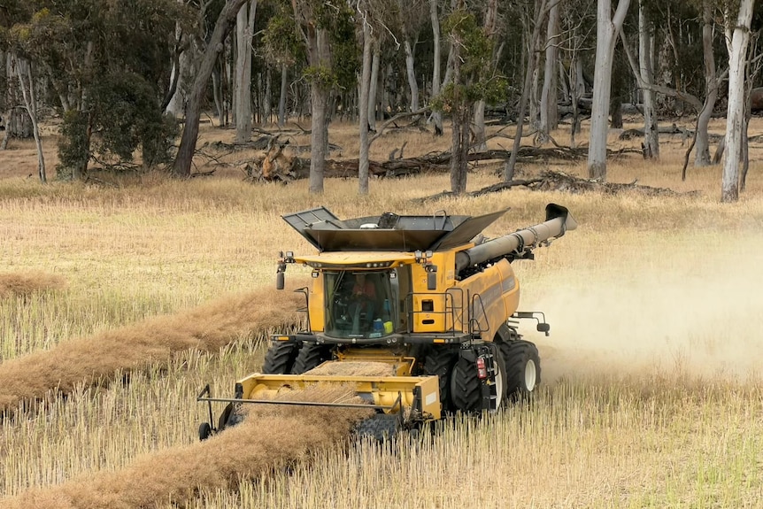 a header harvesting grain in WA's Great Southern