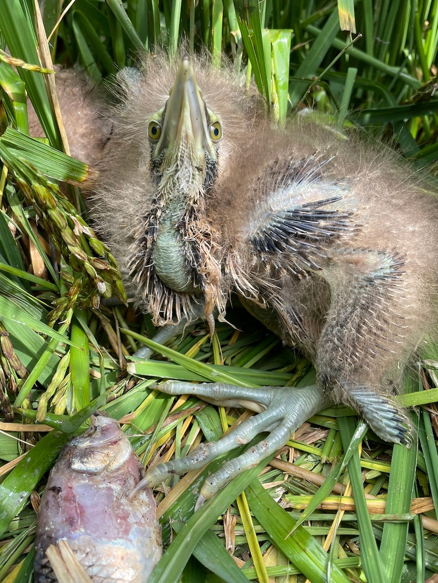 A fledgling bird, ensconced in a green rice crop looks up the camera with a dead fish near its legs.  