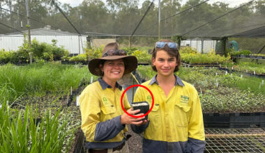 Huge milestone in race to save rare tree 'hammered' by invasive pest accidentally brought into Australia