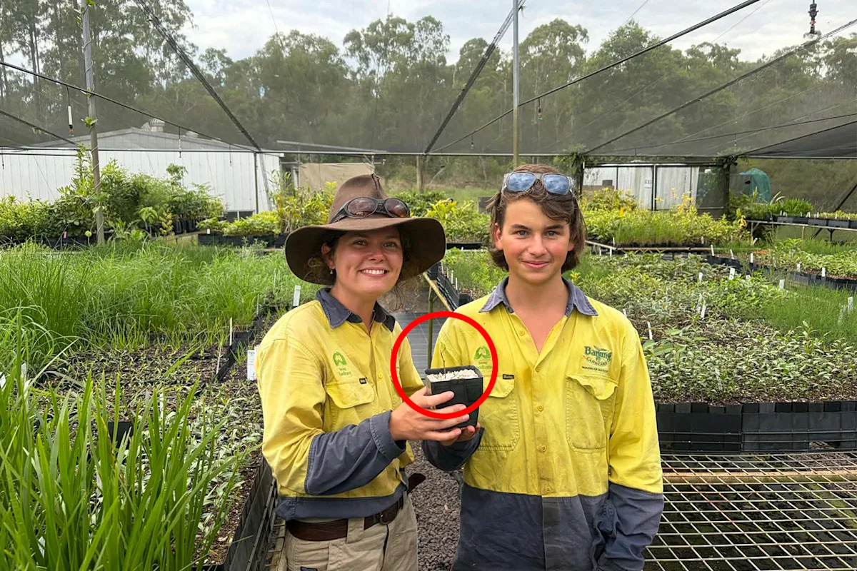 Huge milestone in race to save rare tree 'hammered' by invasive pest accidentally brought into Australia