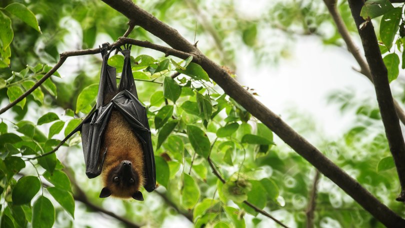 Nipah virus can be spread to humans by bats and pigs.