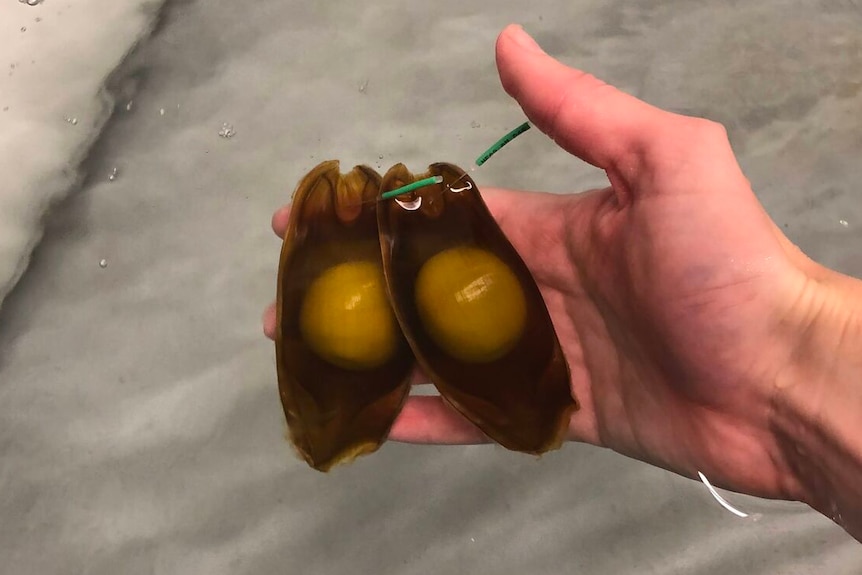 light shining through a shark egg showing the outline of a baby shark