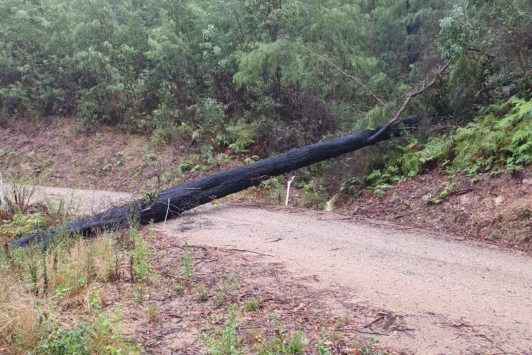 A tree over a dirt road.