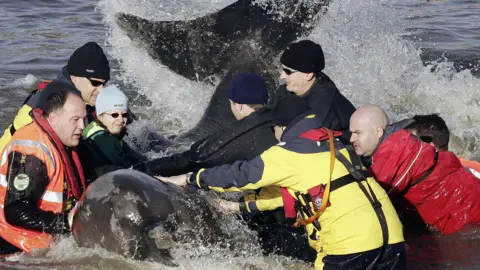 Getty Images Several rescues wearing waterproof clothing stand in the water either side of the whale which is splashing in the water