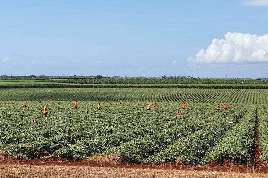 Farm workers near Bundaberg.