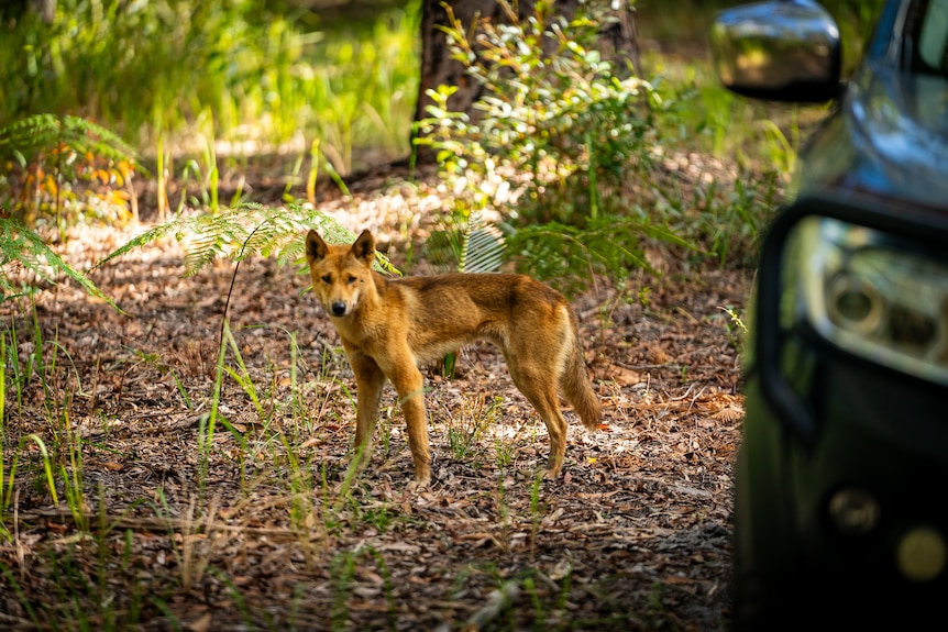 A dingo in bushland.