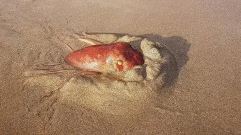 Gareth Davies An orange octopus buries itself in the sand with one of its yellow eyes visible as well as a large portion of its head.