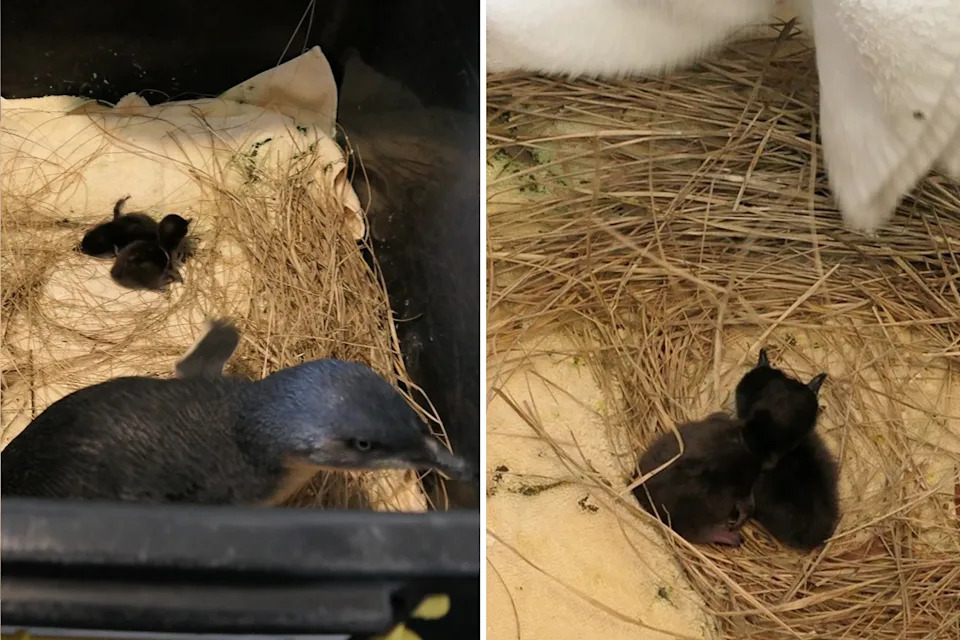 The box that the penguin family arrived in (right) didn't have adequate ventilation and was filled with debris and rubbish. Source: Penguin Rehab and Release