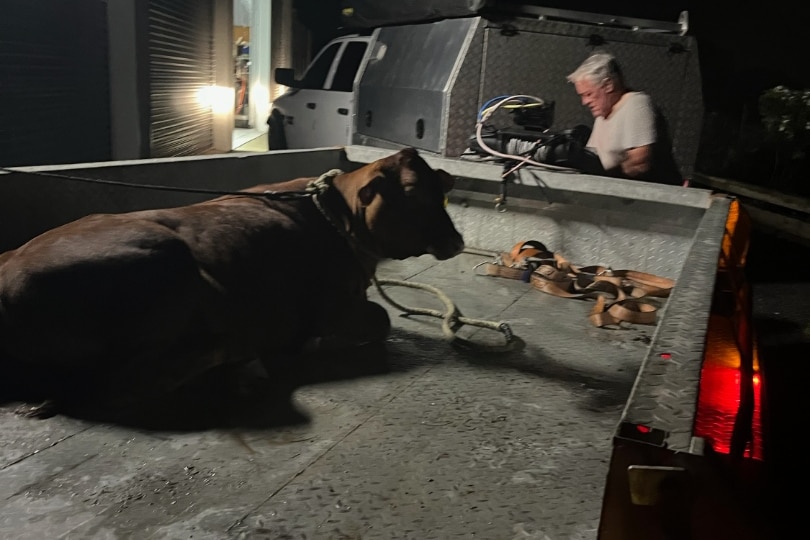 A cow tied on the back of a trailer, lying down.