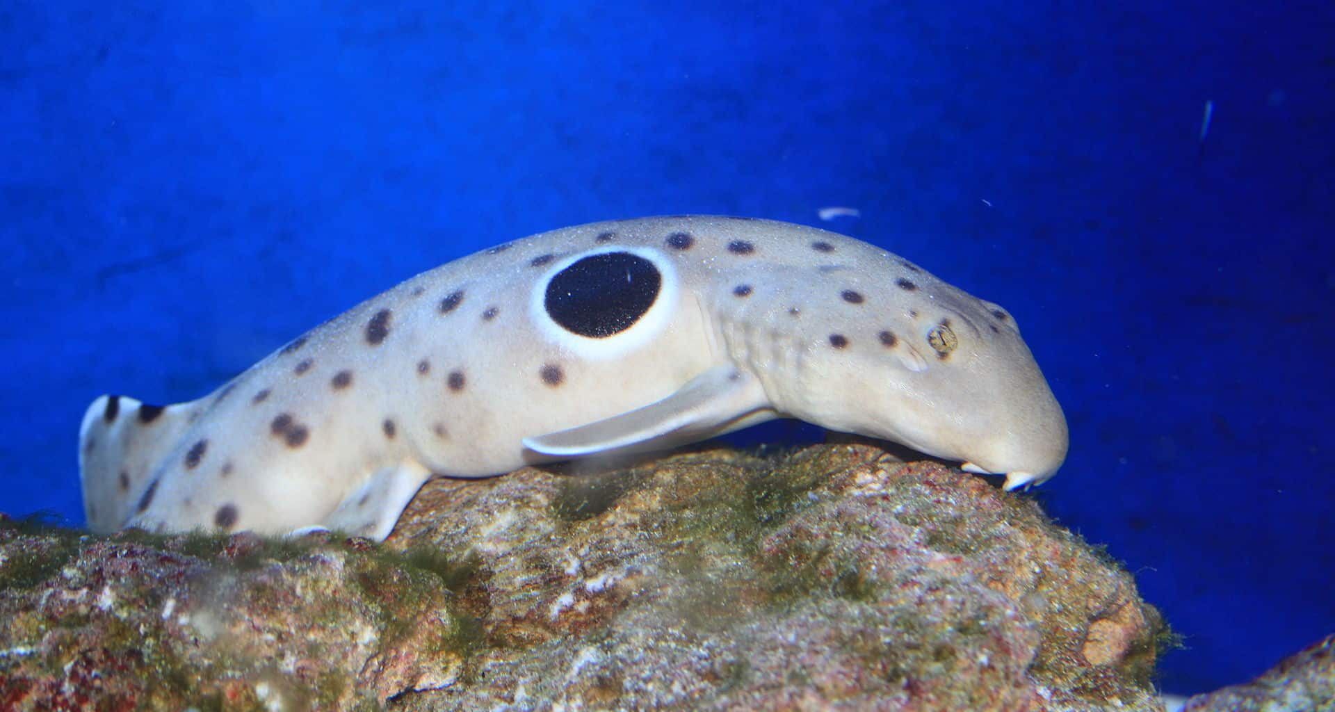 An epaulette shark, also known as walking shark