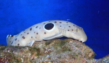 An epaulette shark, also known as walking shark