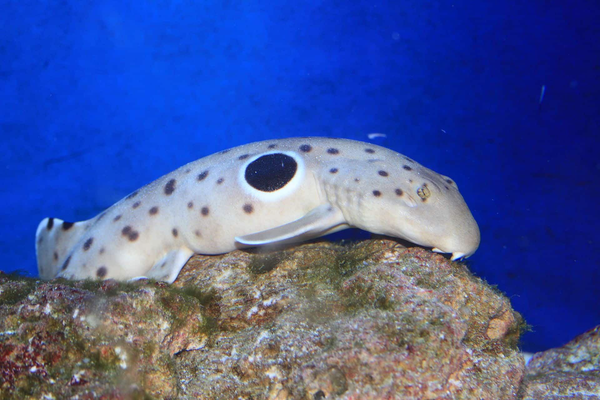 An epaulette shark, also known as walking shark