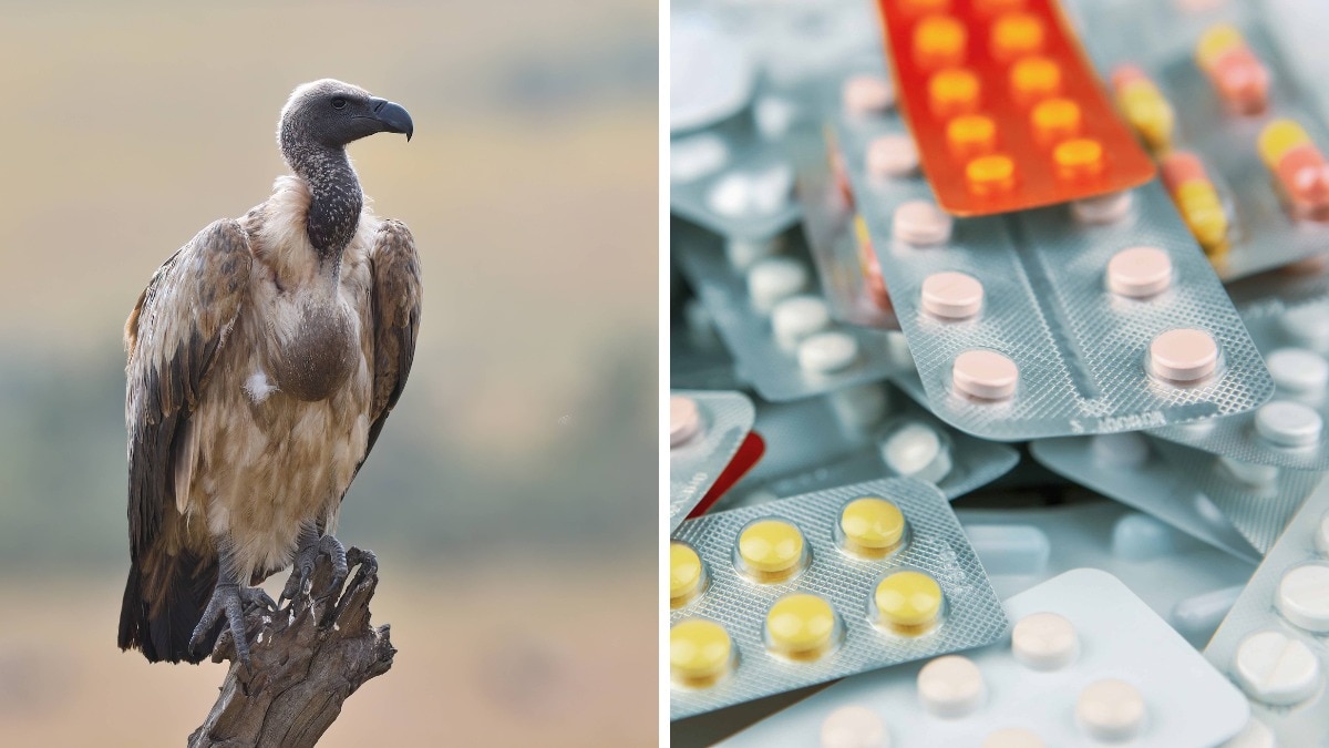 Animal painkiller nimesulide banned after toxicity seen in vultures