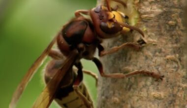 A Christmas without insects means they are disappearing