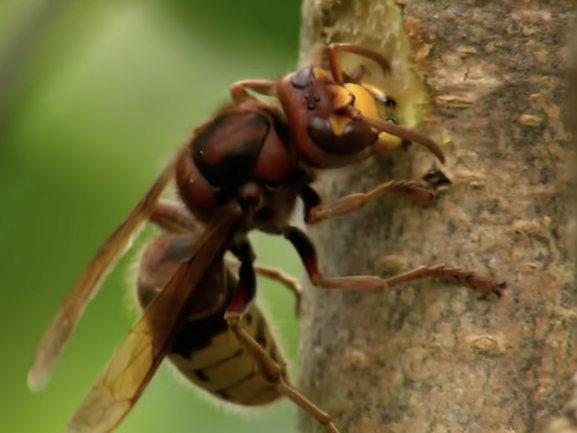 A Christmas without insects means they are disappearing