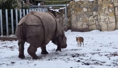 Tiny deer goes head-to-head with two-tonne rhino at Polish zoo - incredible video shows who comes out on top