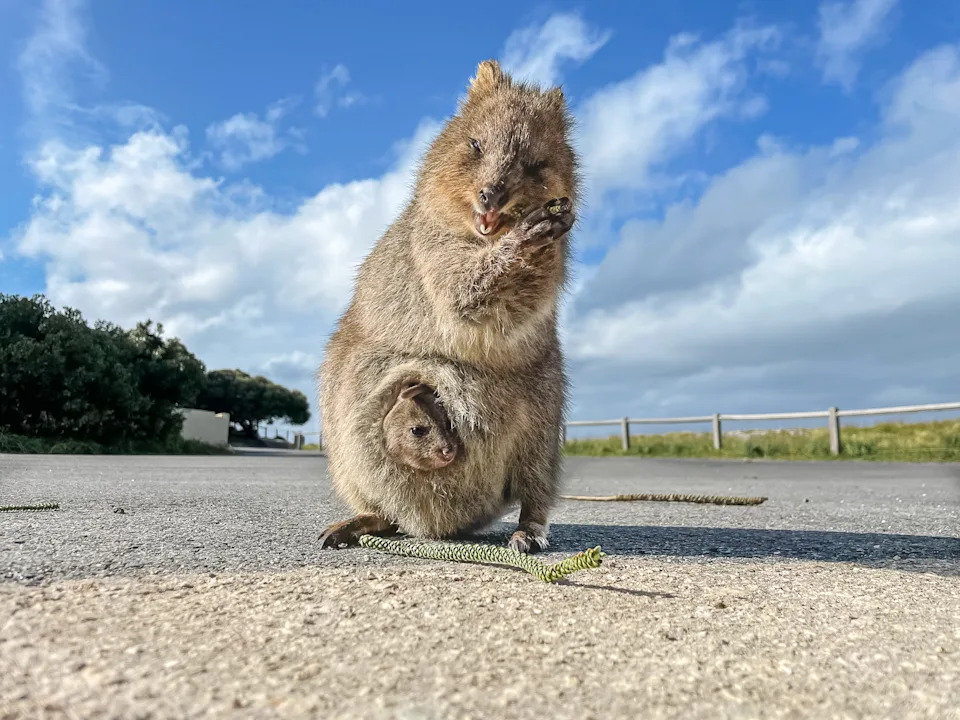 A quokka with a joey on Rottnest Island.