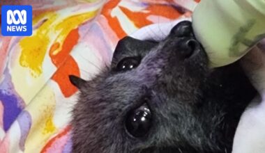 Thousands of flying foxes die, hundreds rescued, amid record-breaking SA heatwaves