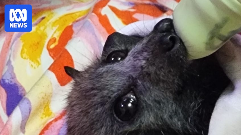 Thousands of flying foxes die, hundreds rescued, amid record-breaking SA heatwaves