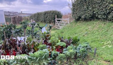 There is a patch of fruit and vegetables on the left and centre of the picture, including rhubarb and cabbages in orderly lines. They all look very healthy and vibrant. Beyond the fruit and vegetables is a small garden shed and there is a distant view of a town behind the shed which includes a church spire on the horizon. There is also the corner of a large greenhouse. On the right of the picture is a wooden gate to another field which is halfway alon a tidy and tall green hedge. The whole image is lush and green with splashes of dark red  due to the rhubarb.