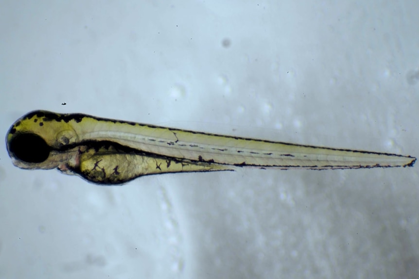 A small fish larvae