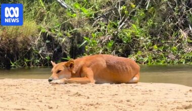 Traditional owners heartbroken over decision to cull K'gari dingoes involved in Piper James's death