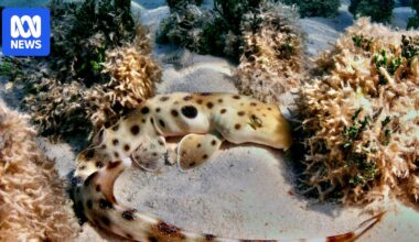 These 'walking' epaulette sharks can make and lay eggs without spending extra energy, scientists say